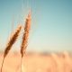¿Provocará una crisis alimentaria la guerra entre Rusia y Ucrania?